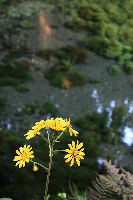 白川水源のつわぶき