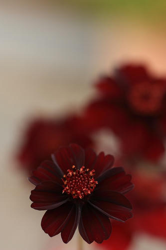 チョコレートコスモス