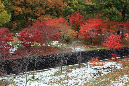 もみじと雪