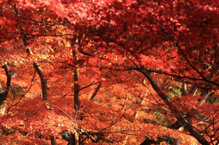 紅葉