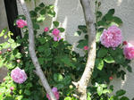 IMG_1250.jpg