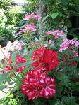 IMG_1390.jpg
