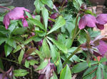 IMG_2863.jpg