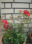IMG_3587.jpg