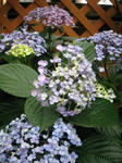 IMG_3746.jpg