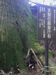 SA3A0035.JPG