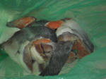 SA3A0143.JPG