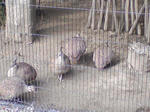 SA3A0249.JPG