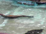 SA3A0253.JPG