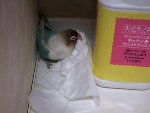 pico906.jpg