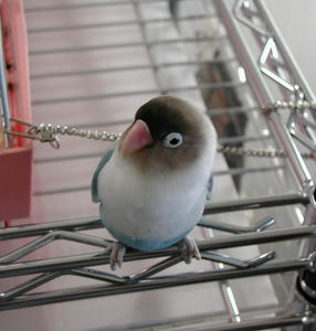 pico99.jpg
