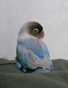 s-pico423.jpg