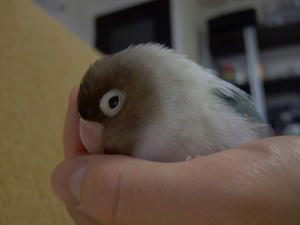 s-pico831.jpg