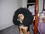 0afro.jpg