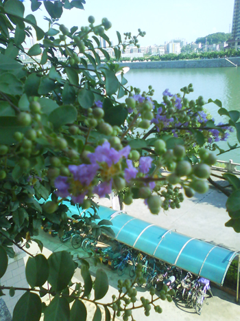 DSC01451.JPG