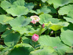 はすの花