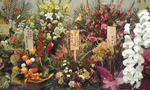 京橋花月　花