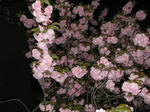 造幣局の桜