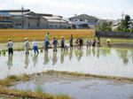 田植え