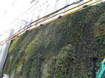 京都ヨドバシの壁面緑化