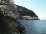 海津大崎湖岸の桜