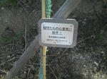 植樹