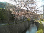 哲学の道の桜