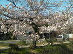 疎水縁の桜