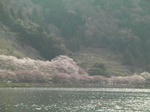 海津大崎の桜