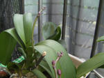 ランの花芽