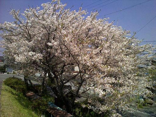20090408237.jpg