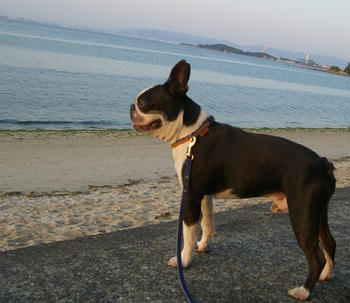 初海