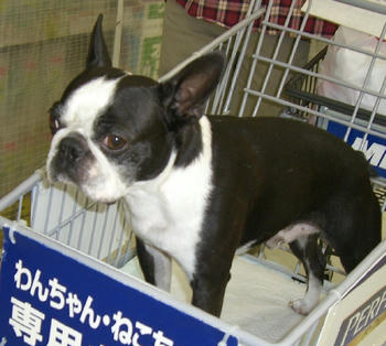 お買い物