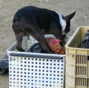 現行犯