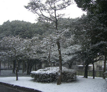 いつもの公園が・・