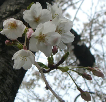 桜