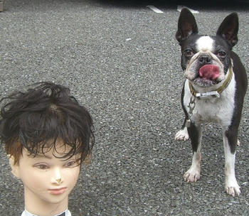 頭拾ってきました。