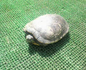 亀、立ち止まる