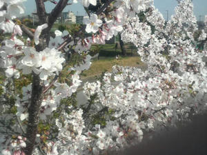 上から見た桜