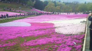 羊山公園の芝桜