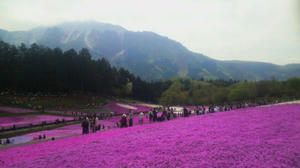 芝桜と武甲山
