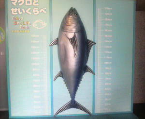 マグロとせいくらべ