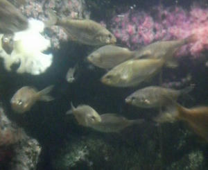 カナダ沿岸の魚