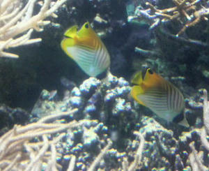 カリブ海の魚