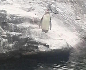 フンボルトペンギン