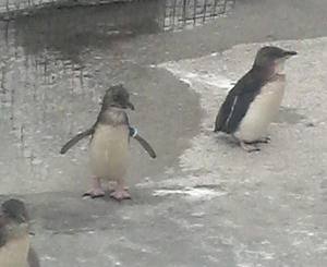フェアリーペンギン