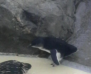 フェアリーペンギン