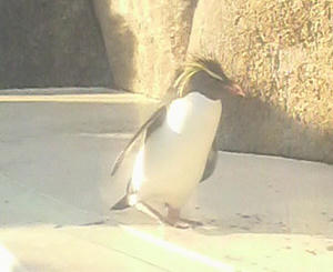 キタイワトビペンギン