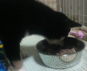 よく食べます