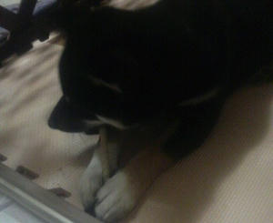 ガムがあれば、ひとまず静かにしてる